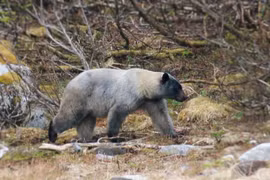 Sự thật thú vị về loài gấu có dân số 'khủng' nhất Bắc Mỹ