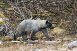 Sự thật thú vị về loài gấu có dân số 'khủng' nhất Bắc Mỹ