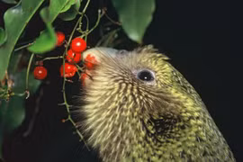 Cận cảnh loài vẹt lớn nhất thế giới có mùi mật ong kỳ lạ