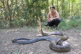 Choáng với rắn độc dài nhất hành tinh, Việt Nam có nhiều 