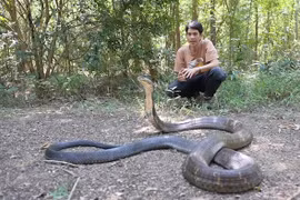 Choáng với rắn độc dài nhất hành tinh, Việt Nam có nhiều 