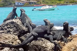 Hé hộ hệ sinh thái độc lạ nhất hành tinh giữa Thái Bình Dương