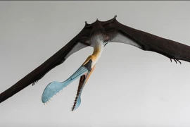 Loài thằn lằn bay có sải cánh dài 8 mét, mỏ có mào cực dị 