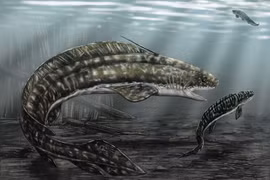Cận cảnh loài cá mập nước ngọt dị dạng, nhìn như con cá chạch 