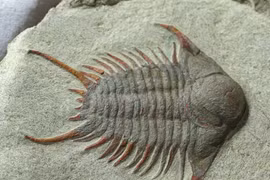  Sinh vật huyền thoại từng thống trị các đại dương 500 triệu năm trước 