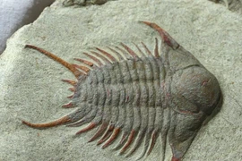  Sinh vật huyền thoại từng thống trị các đại dương 500 triệu năm trước 