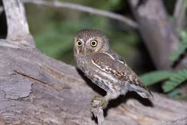 Cận cảnh loài cú mèo tí hon dễ thương nhất thế giới 