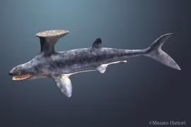 Loài cá mập kỳ lạ có vây lưng y hệt bàn chải 