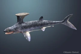 Loài cá mập kỳ lạ có vây lưng y hệt bàn chải 