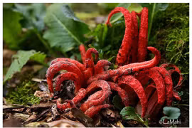 Tận mục loài nấm có súc tu 'quái vật', tỏa mùi như thây ma 