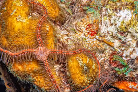 Sinh vật kỳ dị uốn éo dưới biển sâu, tự 'cắt tay' để sống sót 