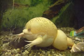 Kiểu săn mồi có 1-0-2 của loài ếch không lưỡi quái dị 