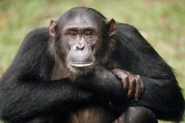 Kinh ngạc trí thông minh của loài vật họ hàng gần nhất với người