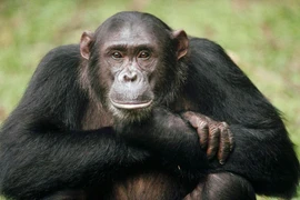 Kinh ngạc trí thông minh của loài vật họ hàng gần nhất với người