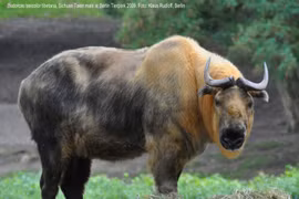 Kỳ lạ loài vật mình dê, đầu bò leo núi thành thần