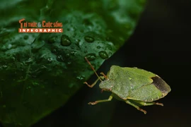 View - Phát hiện loài ong mang ‘sừng quỷ’ kỳ lạ khiến giới khoa học sửng sốt | Báo Tri thức và Cuộc sống - TIN TỨC PHỔ BIẾN KIẾN THỨC 24H