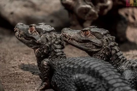 Mùi hương kỳ lạ tỏa ra từ loài cá sấu nhỏ nhất thế giới 