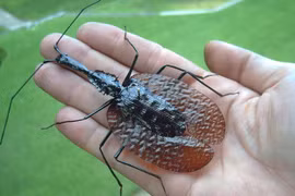 Bọ cánh cứng hình thù quái đản, giống hệt cây đàn vĩ cầm