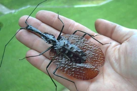 Bọ cánh cứng hình thù quái đản, giống hệt cây đàn vĩ cầm