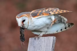 Kỳ lạ loài chim có tiếng kêu 'rợn tóc gáy', Việt Nam có nhiều 