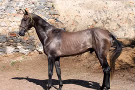 Ngựa ngủ đứng hàng giờ không mệt, lý do khiến loài người choáng