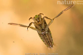 Đòn sát thương đáng sợ của loài côn trùng chuyên bơi ngửa bụng trên mặt nước 