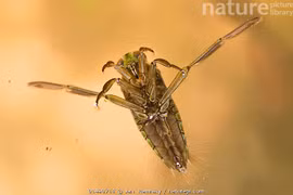 Đòn sát thương đáng sợ của loài côn trùng chuyên bơi ngửa bụng trên mặt nước 