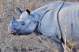 8 sự thật bất ngờ về loài tê giác Ấn Độ khiến thế giới sửng sốt