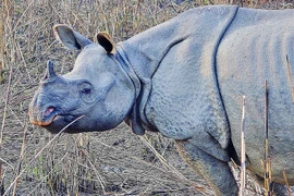 8 sự thật bất ngờ về loài tê giác Ấn Độ khiến thế giới sửng sốt