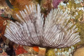 Ngỡ ngàng loài giun đẹp 'mê hoặc', nhiều người mang về nuôi trong nhà