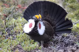 Gà thông túi cổ tía thổi phồng túi khí ở cổ để quyến rũ bạn tình 