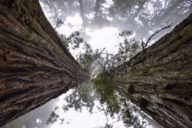 Loài cây cao hơn tòa nhà 30 tầng, tồn tại hàng nghìn năm