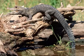 Tận mục loài cá sấu nhỏ nhất thế giới, chỉ có ở châu Phi 