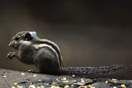 Top sự thật thú vị về loài sóc chuột lửa của Việt Nam 