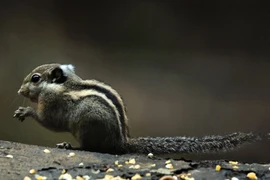 Top sự thật thú vị về loài sóc chuột lửa của Việt Nam 