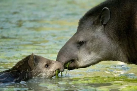 Lạ đời loài vật nửa voi nửa heo chỉ có trong rừng rậm Nam Mỹ 