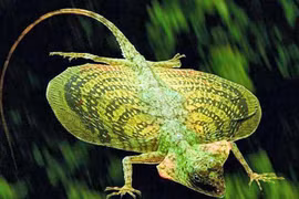 Sự thật thú vị về loài thằn lằn bay có nhiều ở Việt Nam 