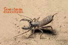 [INFOGRAPHIC]: Điều kỳ thú của loài bọ cạp roi Việt Nam