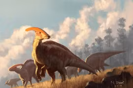 Ẩn số về cái mào dài 2 mét của khủng long mỏ vịt khét tiếng