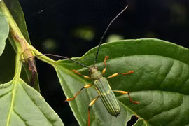 Loài côn trùng độc đáo bậc nhất Việt Nam, râu dài hơn thân