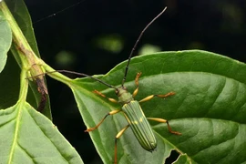 Loài côn trùng độc đáo bậc nhất Việt Nam, râu dài hơn thân