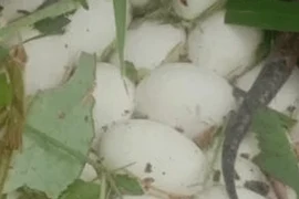 Đụng trúng ổ trứng rắn cực độc trong rừng lại tưởng nấm quý