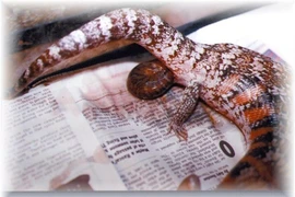 Hành vi độc lạ của loài thằn lằn bóng lưỡi xanh Đông Úc