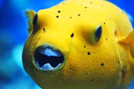 Sự thật khó tin về loài cá nóc không phải ai cũng biết