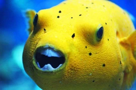 Sự thật khó tin về loài cá nóc không phải ai cũng biết