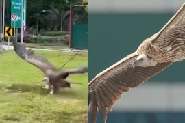 Kền kền hiếm gặp bất ngờ xuất hiện trên đường cao tốc ở Singapore