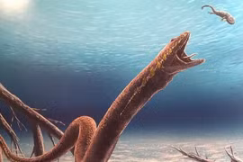 Bí ẩn khó giải loài lưỡng cư 300 triệu tuổi, cơ thể y hệt rắn 