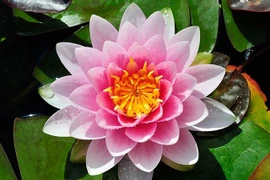 Loài thực vật thủy sinh cổ đại gắn liền với văn hóa Việt