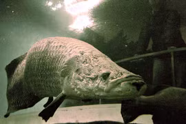 Sự thật bất ngờ về sinh vật khổng lồ được mệnh danh 'thủy quái Amazon'