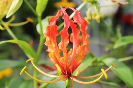 Cây ngót nghẻo chứa độc chết người, hoa cực đẹp... có đầy ở Việt Nam 